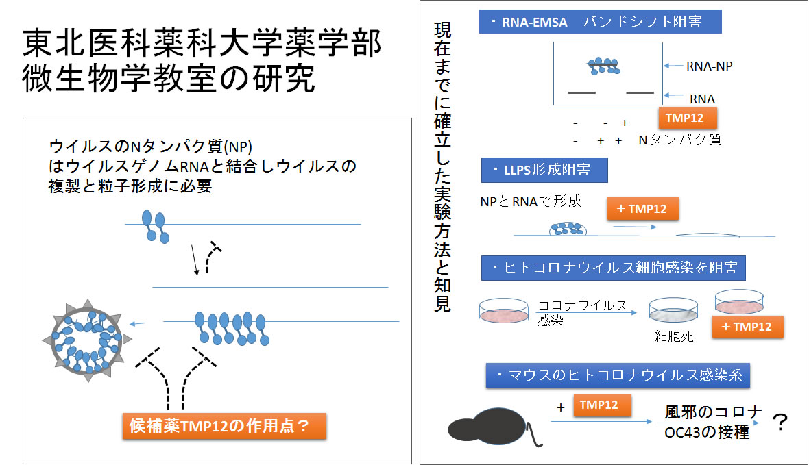 候補化合物