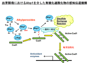 Ahp-Cad1