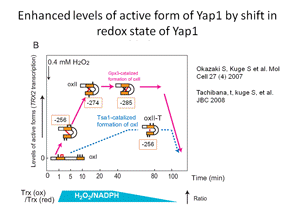 Yap1持続機構