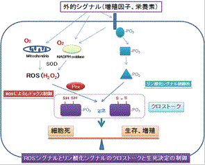 レドックスバランス