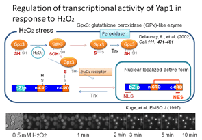 Yap1