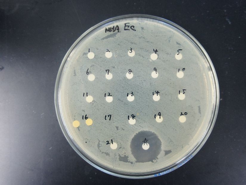 抗菌　抗真菌薬　抗生物質