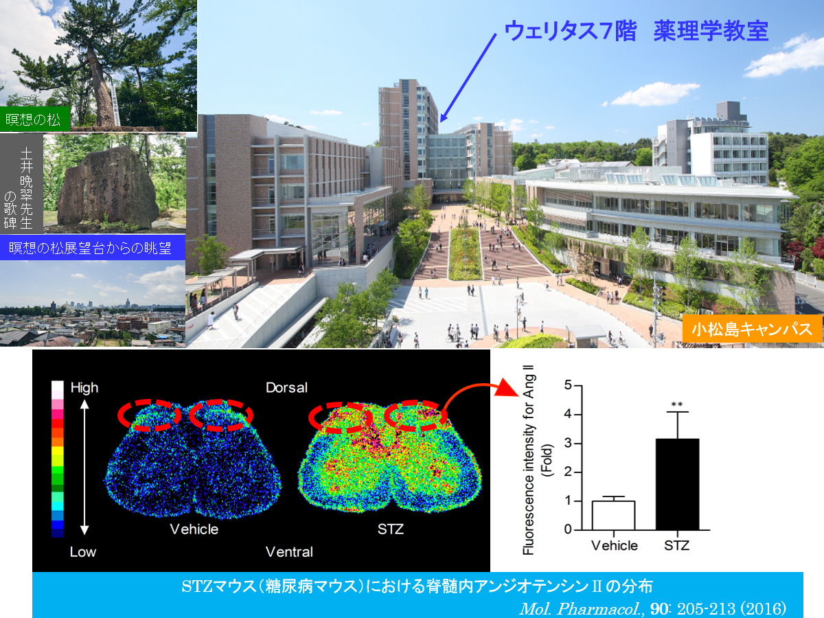 東北医科薬科大学 薬学部 薬理学教室